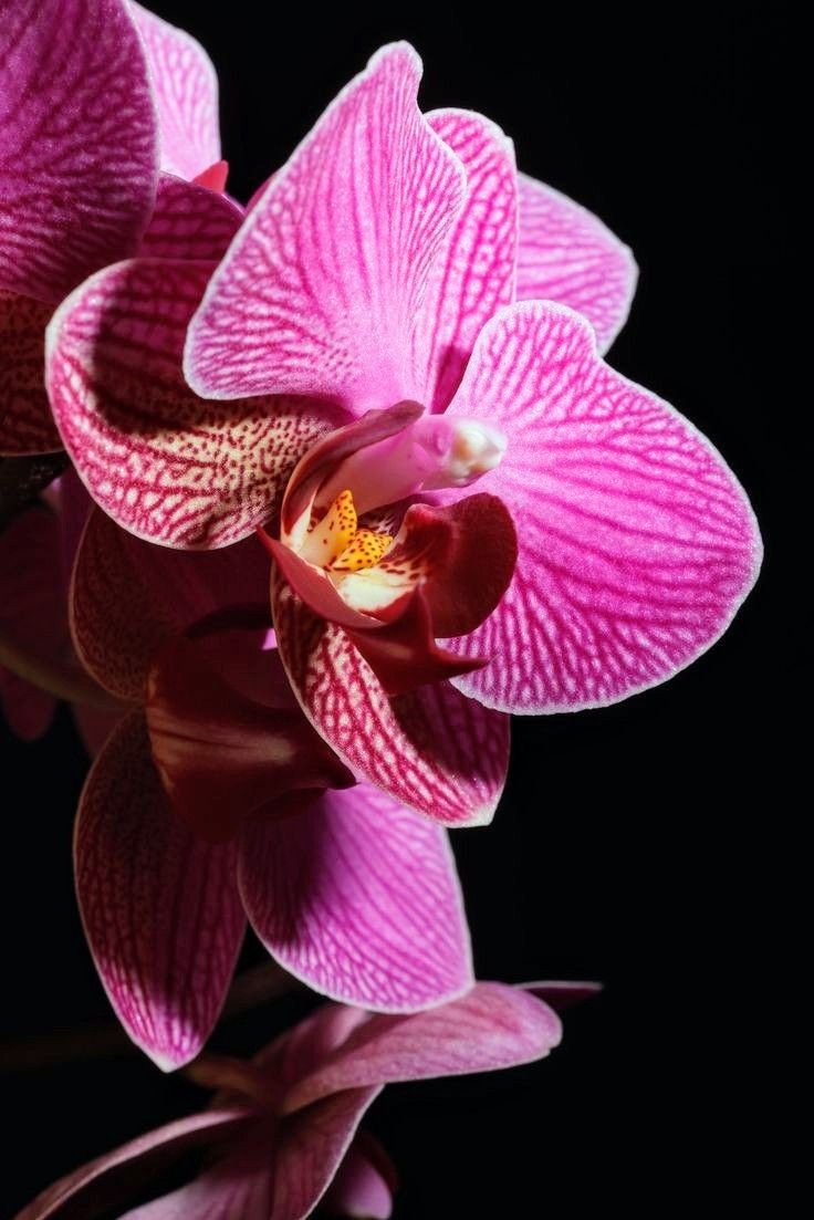 Orchid Bloom