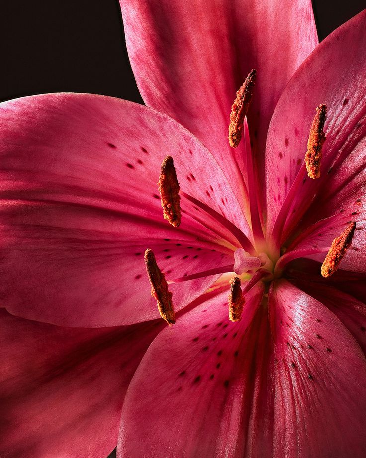 Lily Bloom