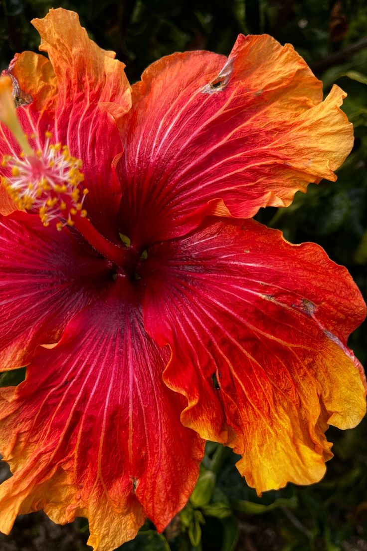 Hibiscus Bloom